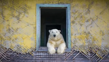 Белые медведи захватывают дома заброшенной деревни на маленьком русском острове